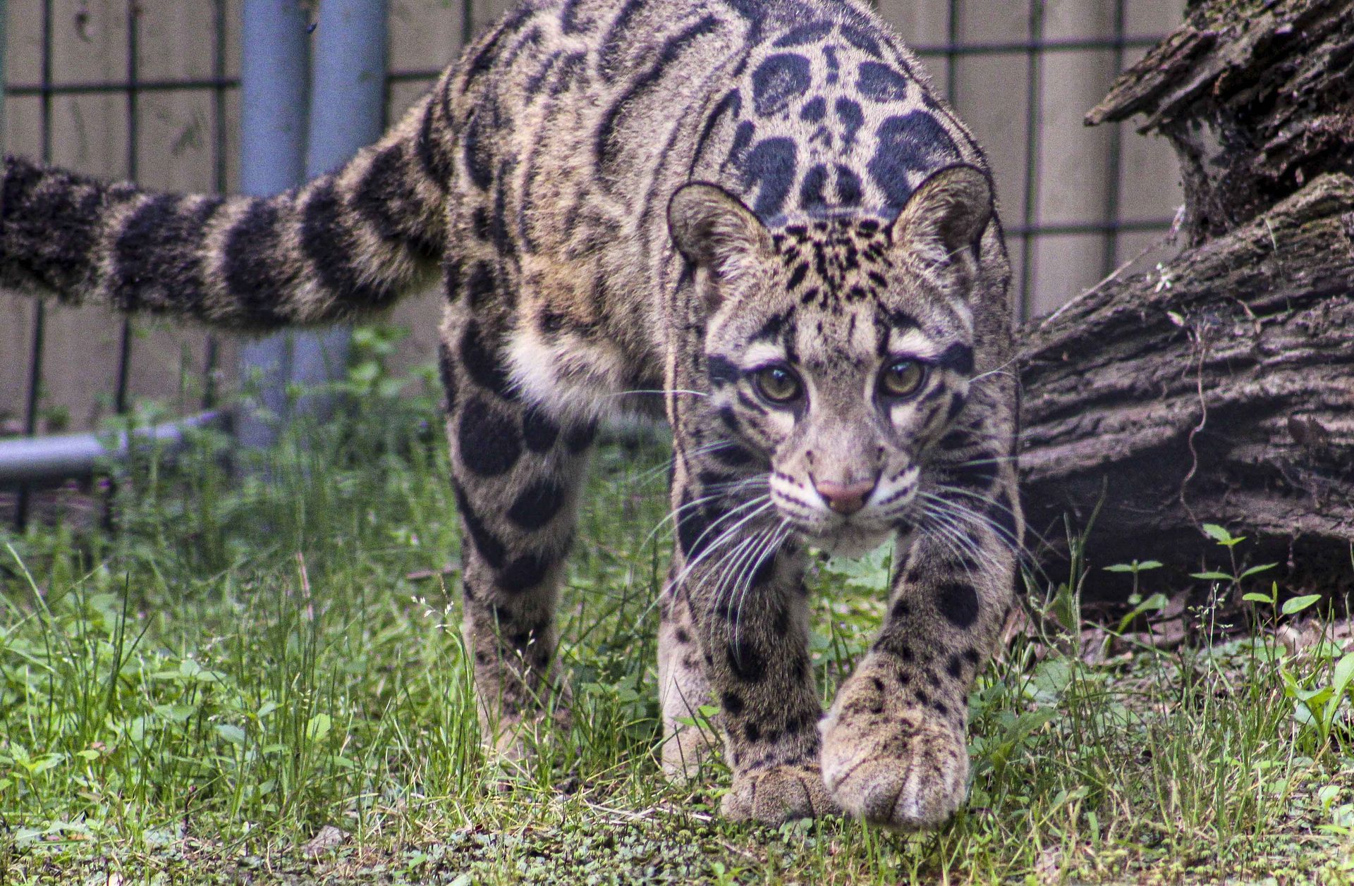 clouded leopard walking