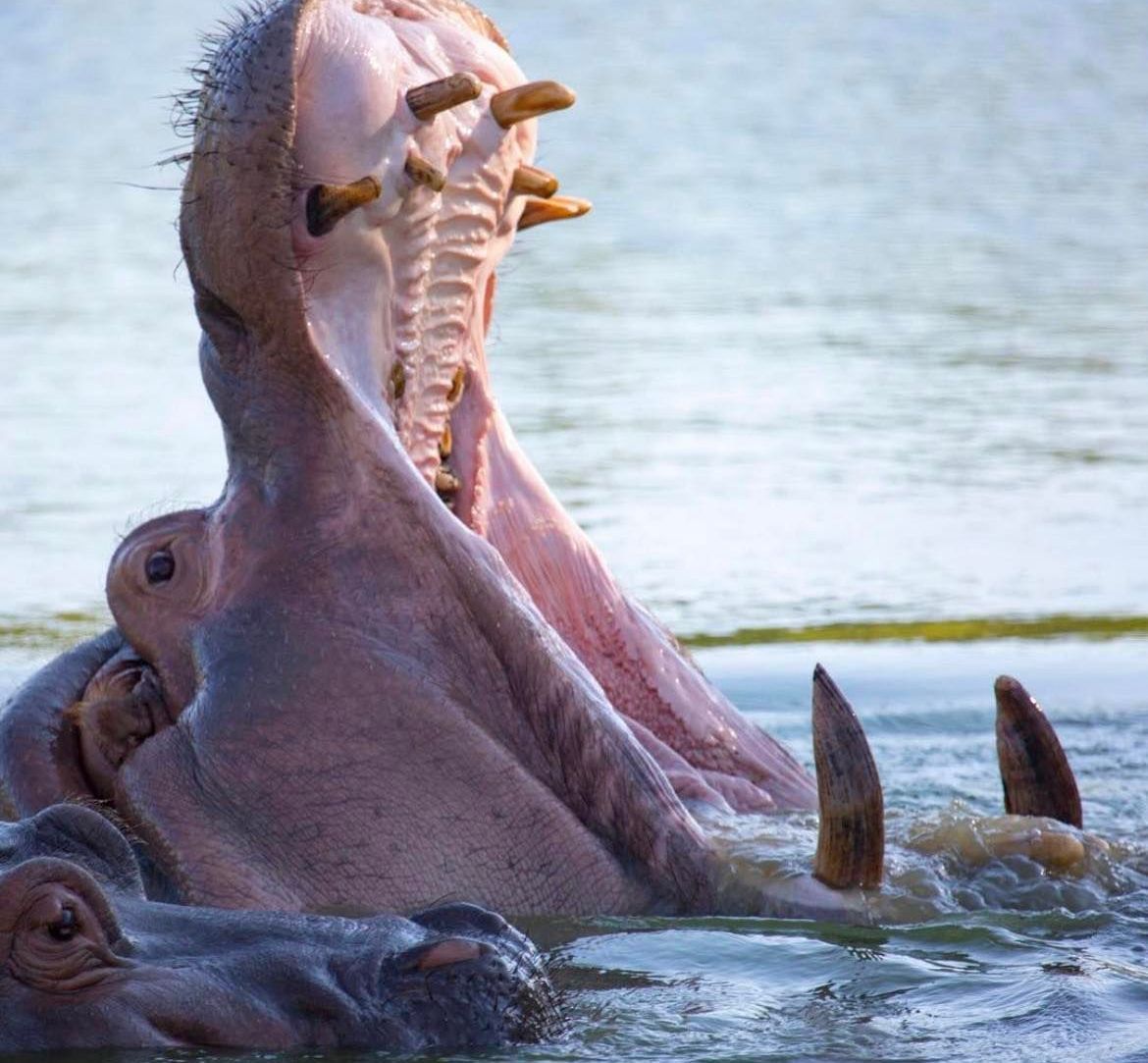 hippo with mouth open
