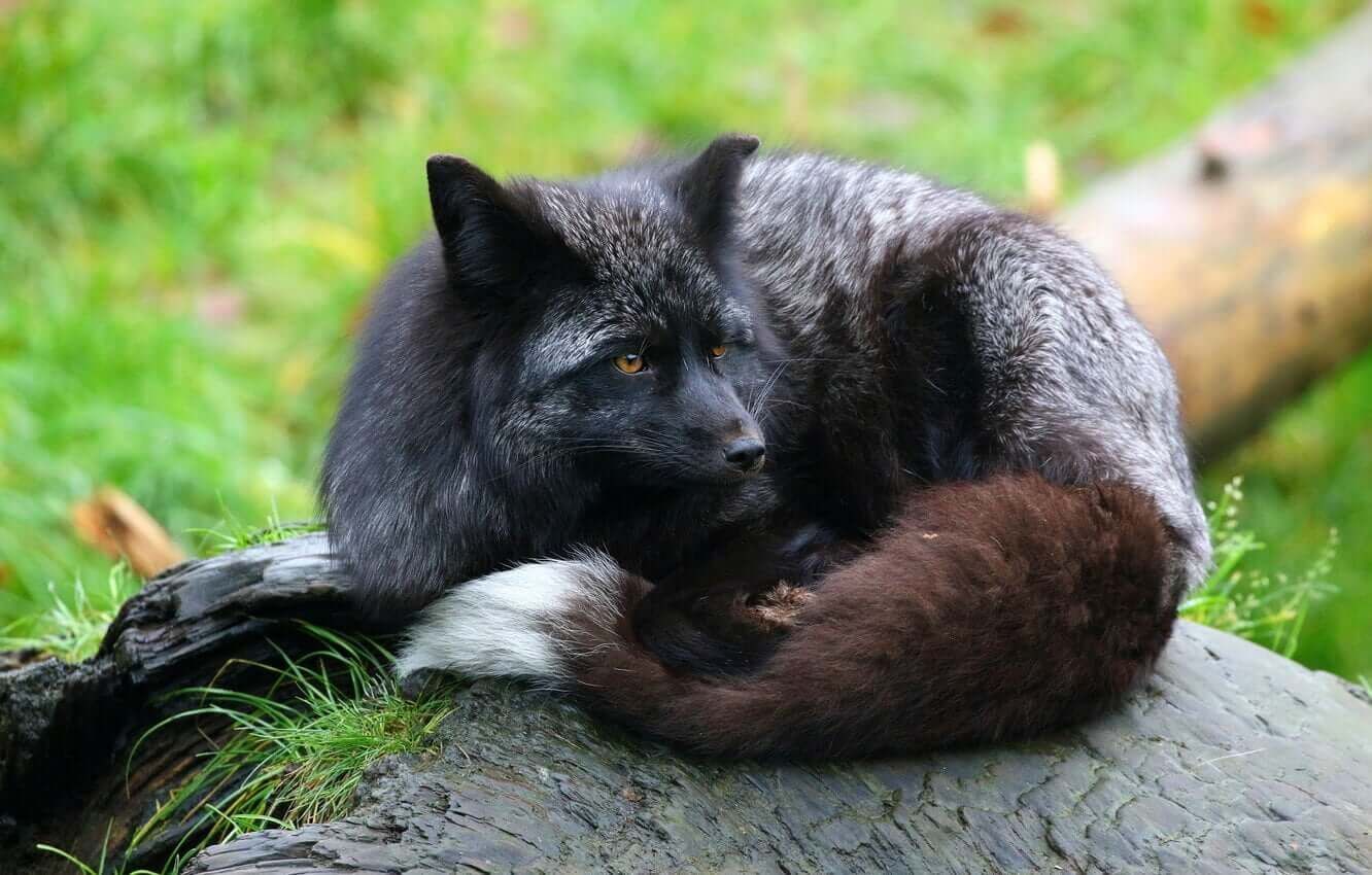 a silver fox laying on a rock at a niagara region zoo