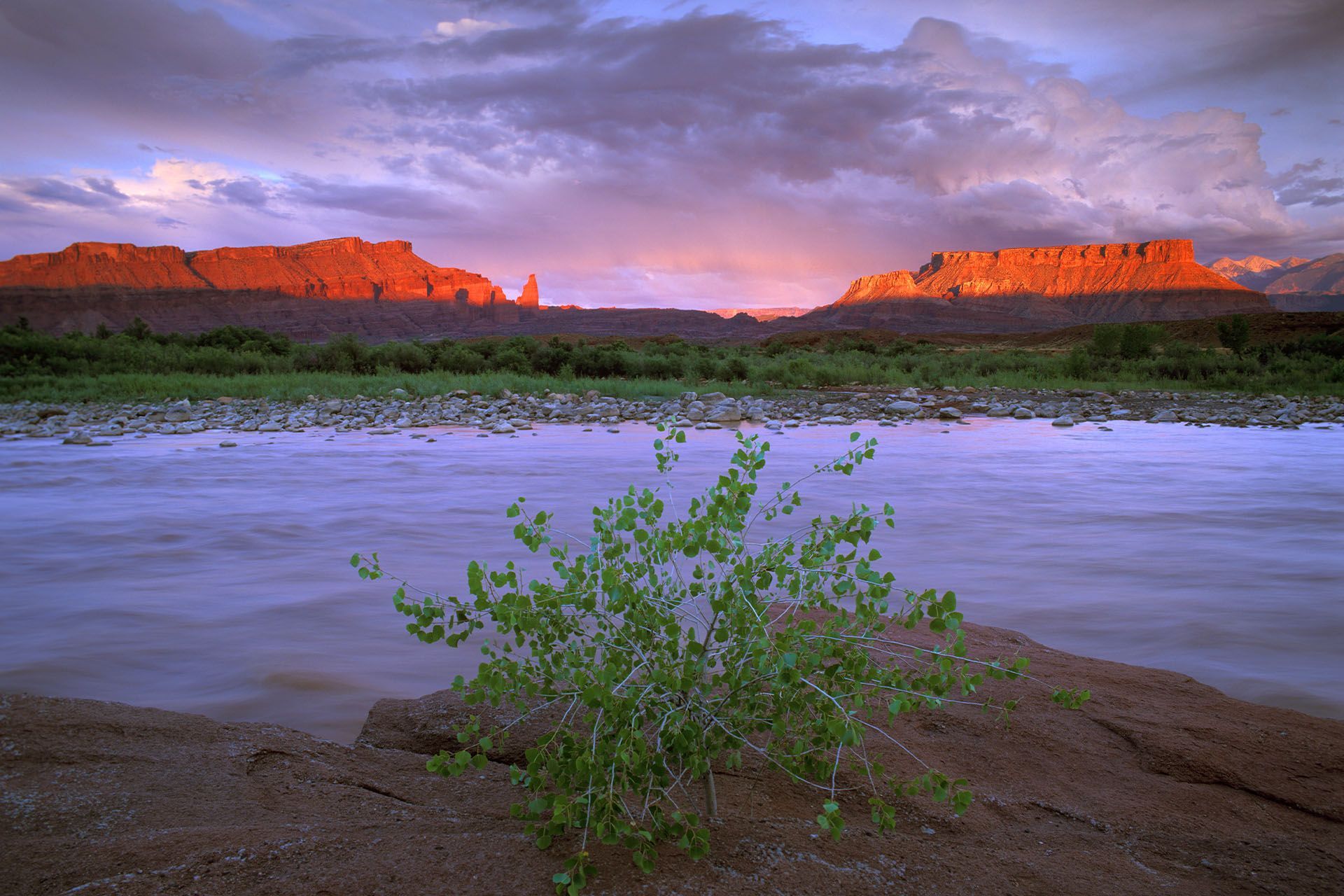 River flowing, desert landscape at sunset, red cliffs, and a small bush in the foreground.