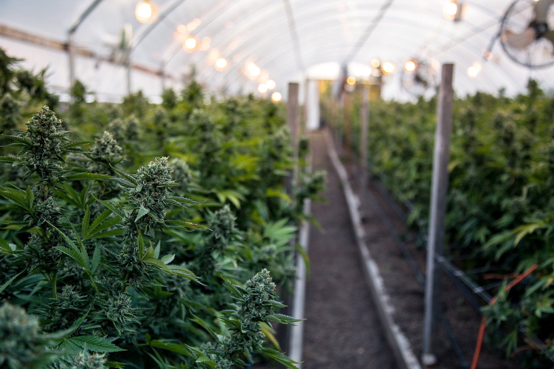 Cannabis plants in a greenhouse, rows of green buds with a blurry interior perspective.