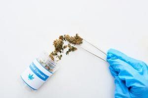 Blue-gloved hand using tweezers to examine spilled cannabis buds next to a jar labeled “Medical Cannabis.”