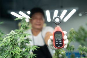 Person in lab coat holds a light meter near cannabis plants under grow lights.
