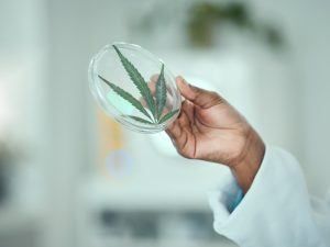Person in lab coat holds a petri dish with a cannabis leaf inside, likely for scientific study.