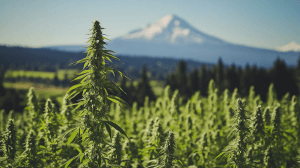 Cannabis plants in a field with a mountain in the background under a blue sky.