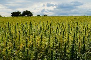 Field of green cannabis plants under a cloudy sky.