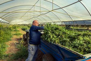 Man loads harvested plants into a trailer inside a greenhouse.
