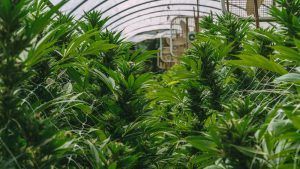 Greenhouse filled with lush green cannabis plants, some with visible buds.