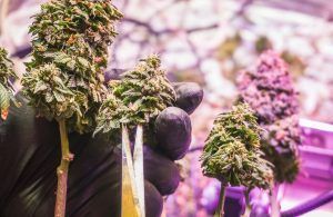 Gloved hand holding cannabis buds with stems, in a brightly lit grow room.