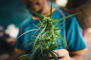 Person holding a green cannabis plant with a blurred background.