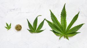 Four stages of cannabis: small leaf, buds, two leaves, large leaf. White background.