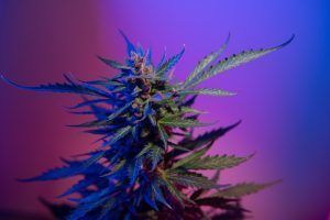 Marijuana plant with green leaves and purple buds against a pink and blue background.