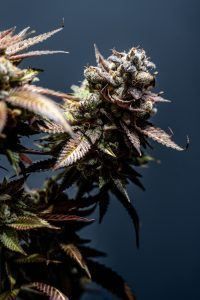 Cannabis bud with purple-tinged leaves against a dark blue background.