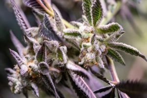 Close-up of cannabis buds with frosty trichomes, purple leaves, and green foliage.