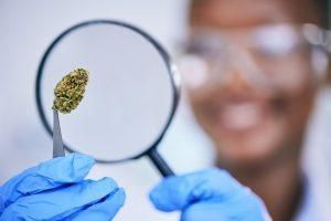 Scientist examines cannabis bud with magnifying glass and tweezers, wearing gloves and lab coat.