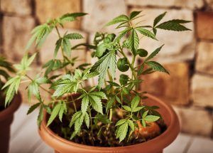 Cannabis plant growing in a terracotta pot against a brick wall background.