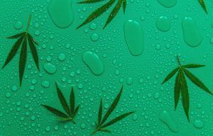 Green cannabis leaves on a teal background with water droplets.