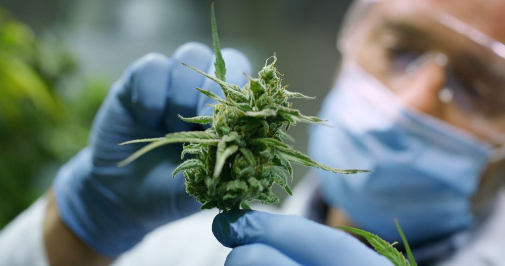 Person in gloves and mask examines cannabis bud.