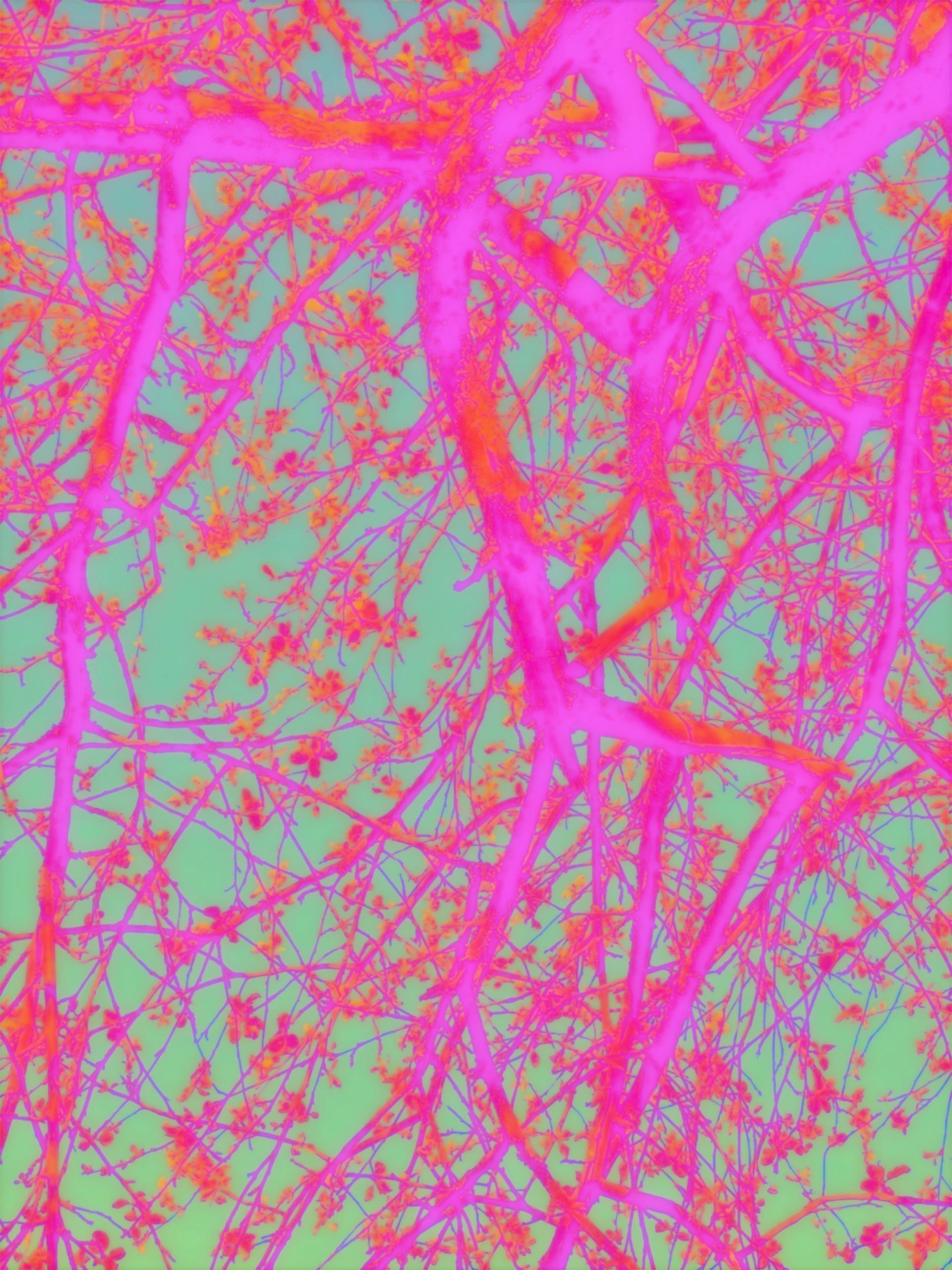 The intertwining of branches implies intertwining dynamics in groups