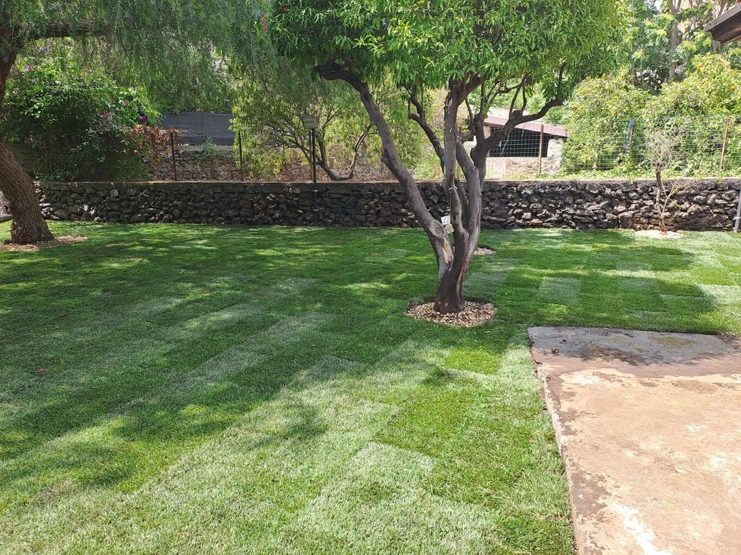 area verde con alberi da frutto
