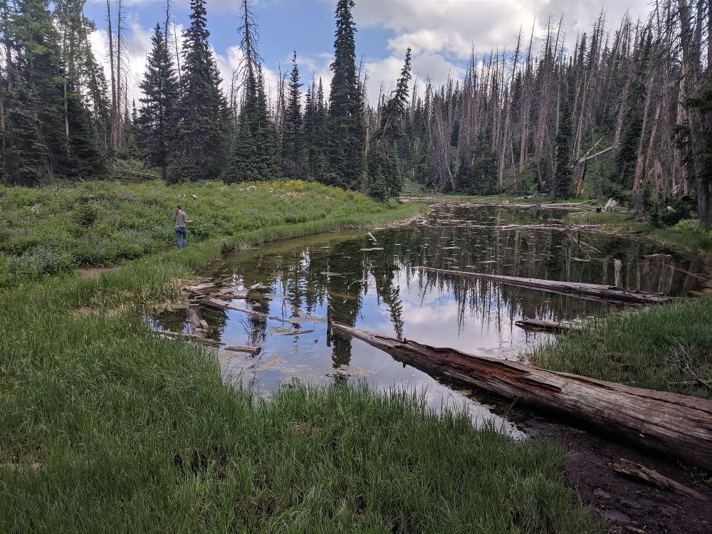 A small pond in the middle of a forest with trees reflected in the water.