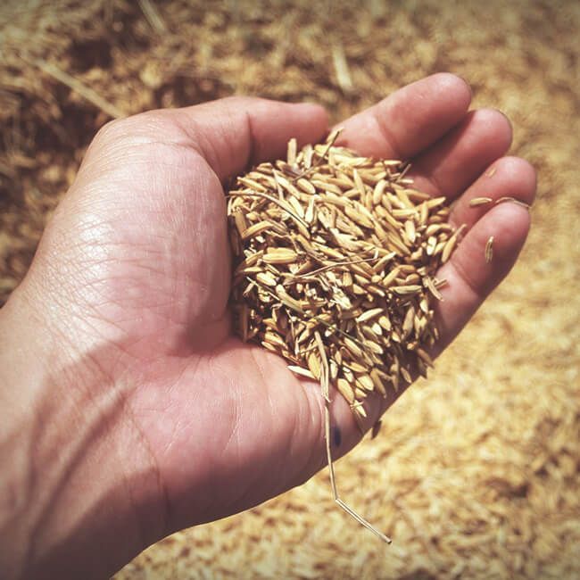 Hand holding grain