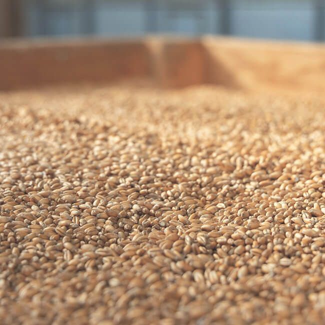 Grain bulk