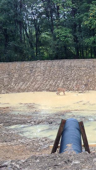 pond with deer