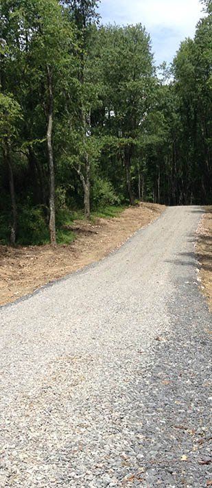 Road in the forest