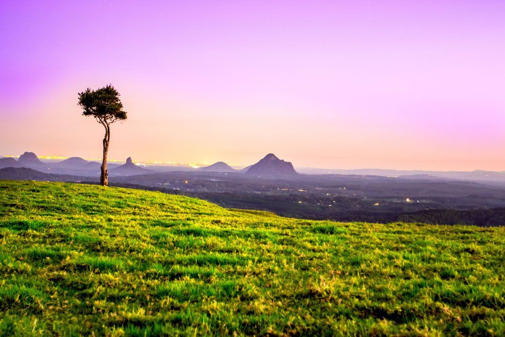 Tree Is Standing On Top Of A Grassy Hill — Mingleford Electrical Airconditioning Solar & Gas In Maleny, QLD