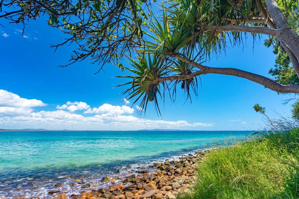 Tree Is Hanging Over A Rocky Beach Next To The Ocean — Mingleford Electrical Airconditioning Solar & Gas In Birtinya, QLD