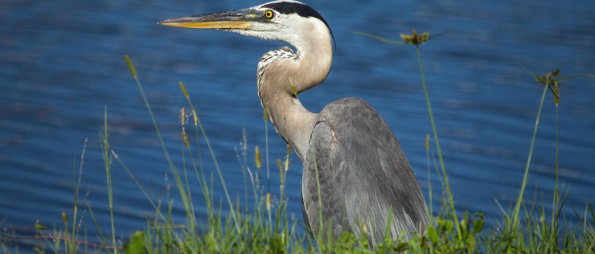 A great blue heron is standing in the grass near the water.