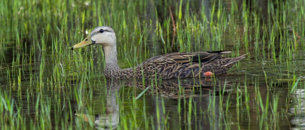 A duck is swimming in a pond surrounded by tall grass.