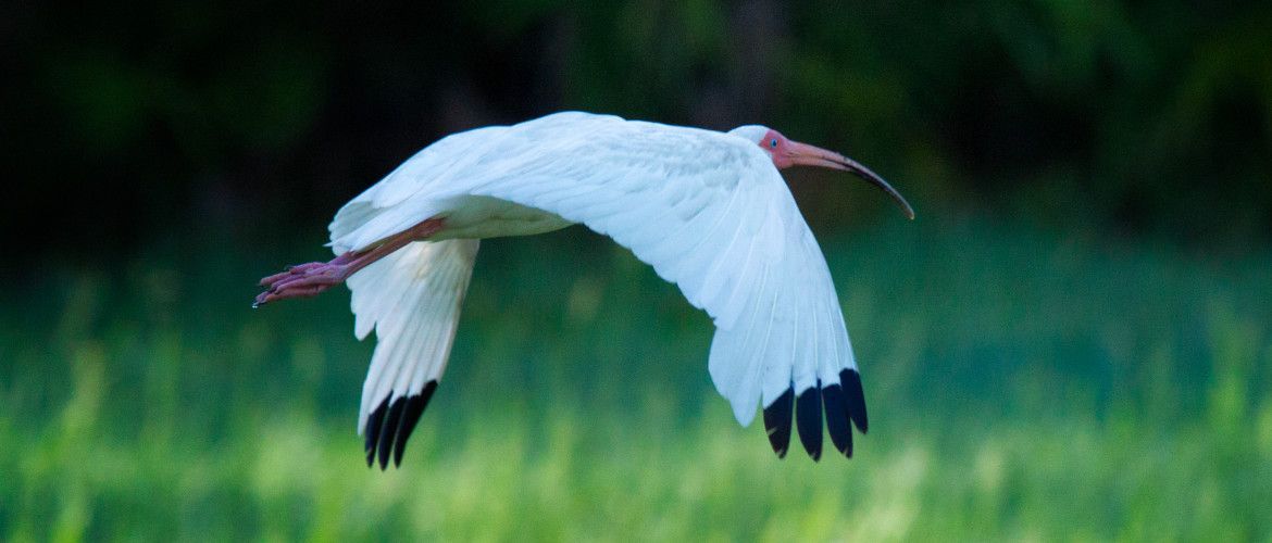 A white bird with a long beak is flying over a grassy field.