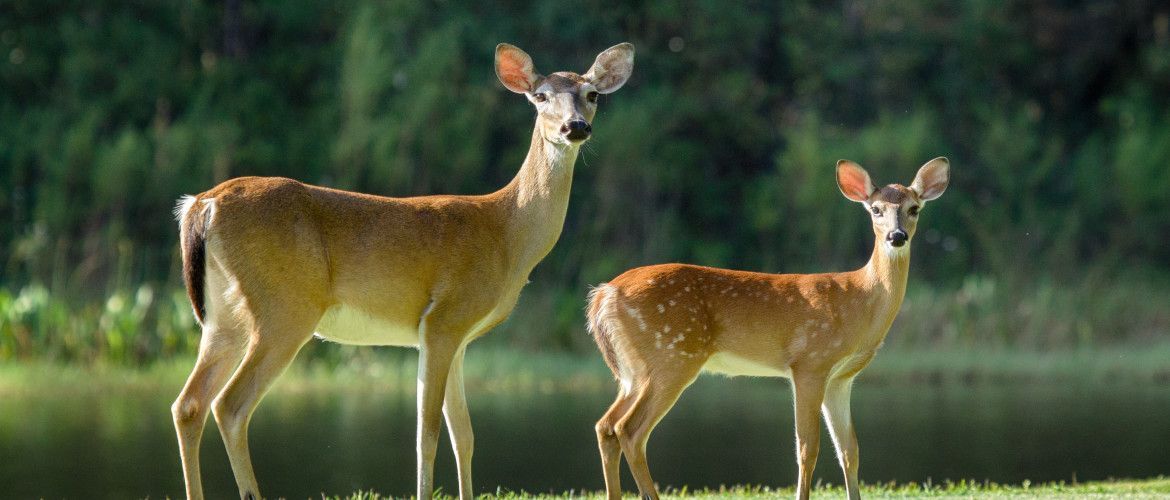 Two deer are standing next to each other in the grass near a lake.