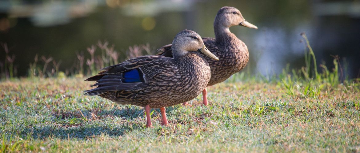 Two ducks are standing next to each other in the grass.