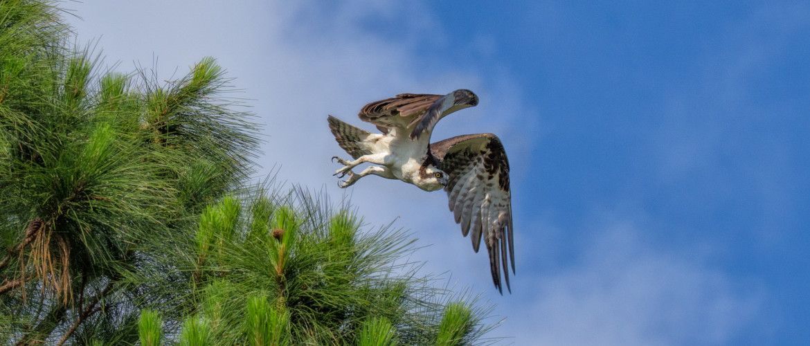 An osprey is flying over a tree with a fish in its beak.