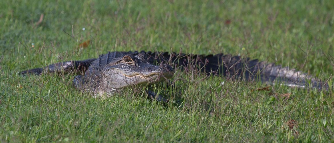 A large alligator is laying in the grass.