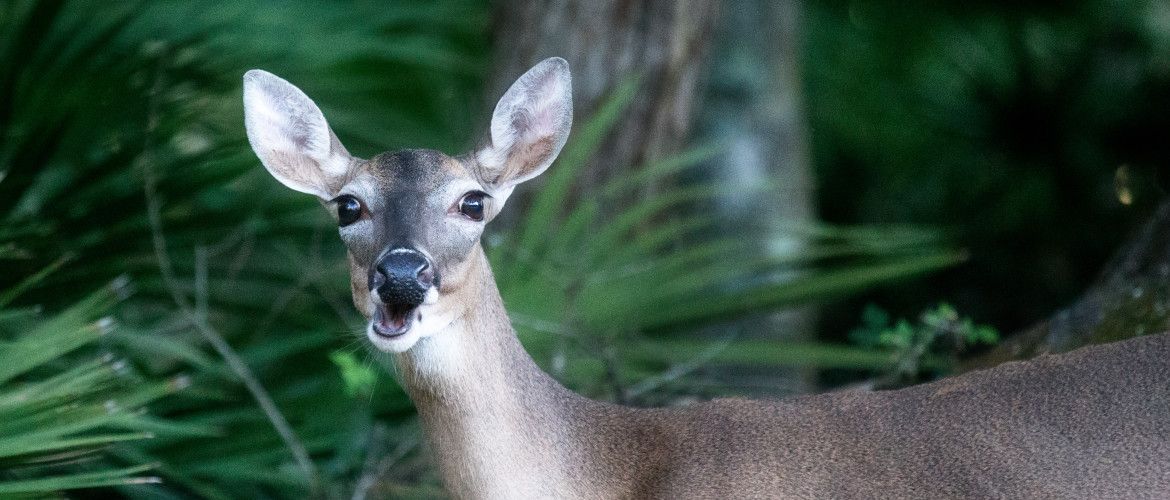 A deer is standing in the woods looking at the camera.