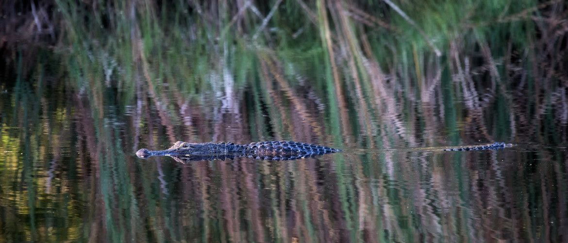A crocodile is swimming in a pond surrounded by tall grass.