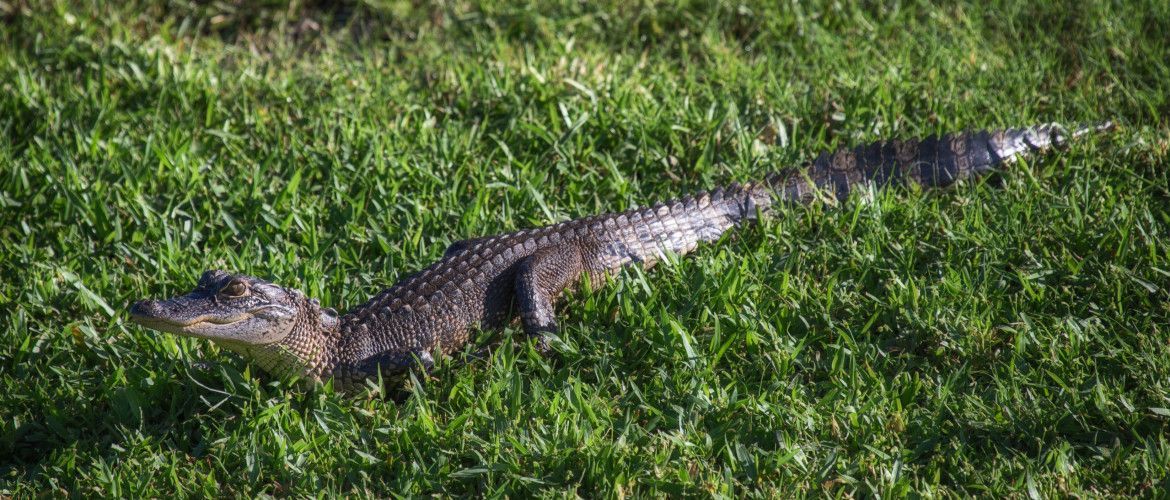 A small alligator is walking through the grass.