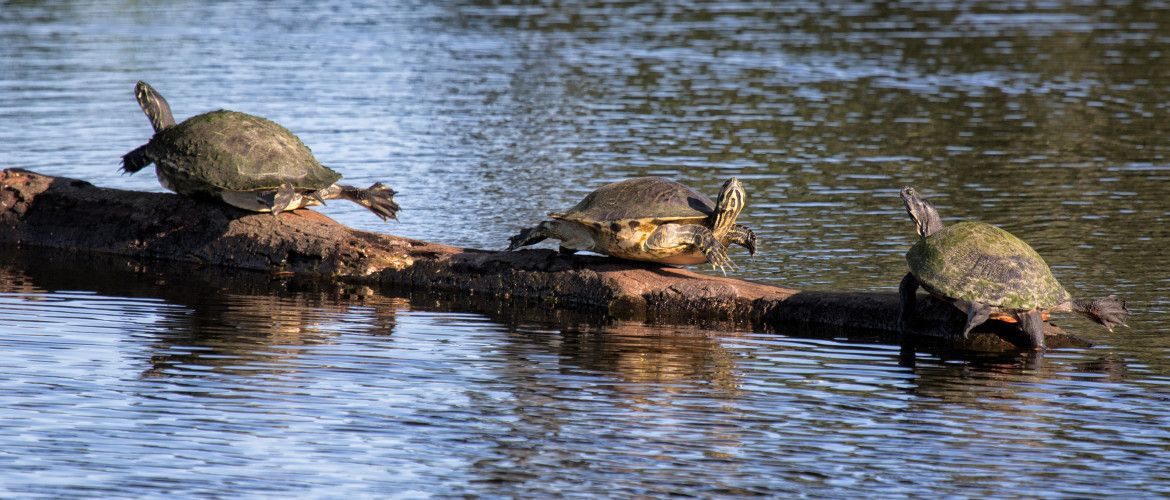 Three turtles are sitting on a log in the water.