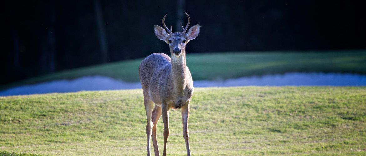 A deer standing on top of a lush green field.