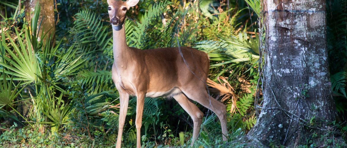 A deer is standing next to a tree in the woods.