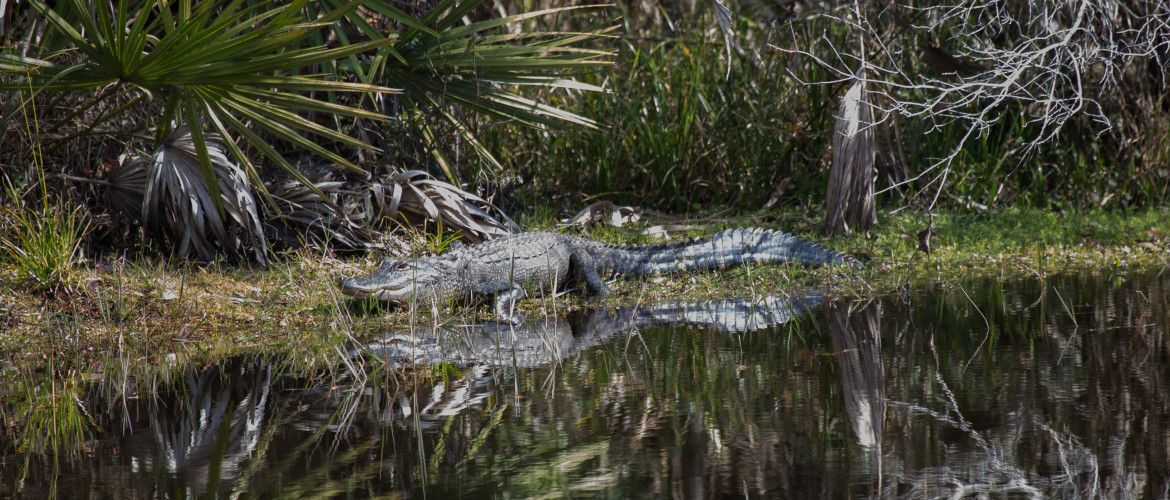 A large alligator is standing in the water near a swamp.