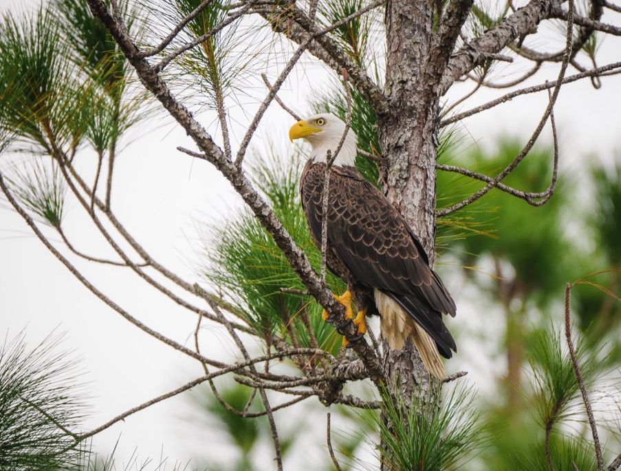 A bald eagle perched on a tree branch.
