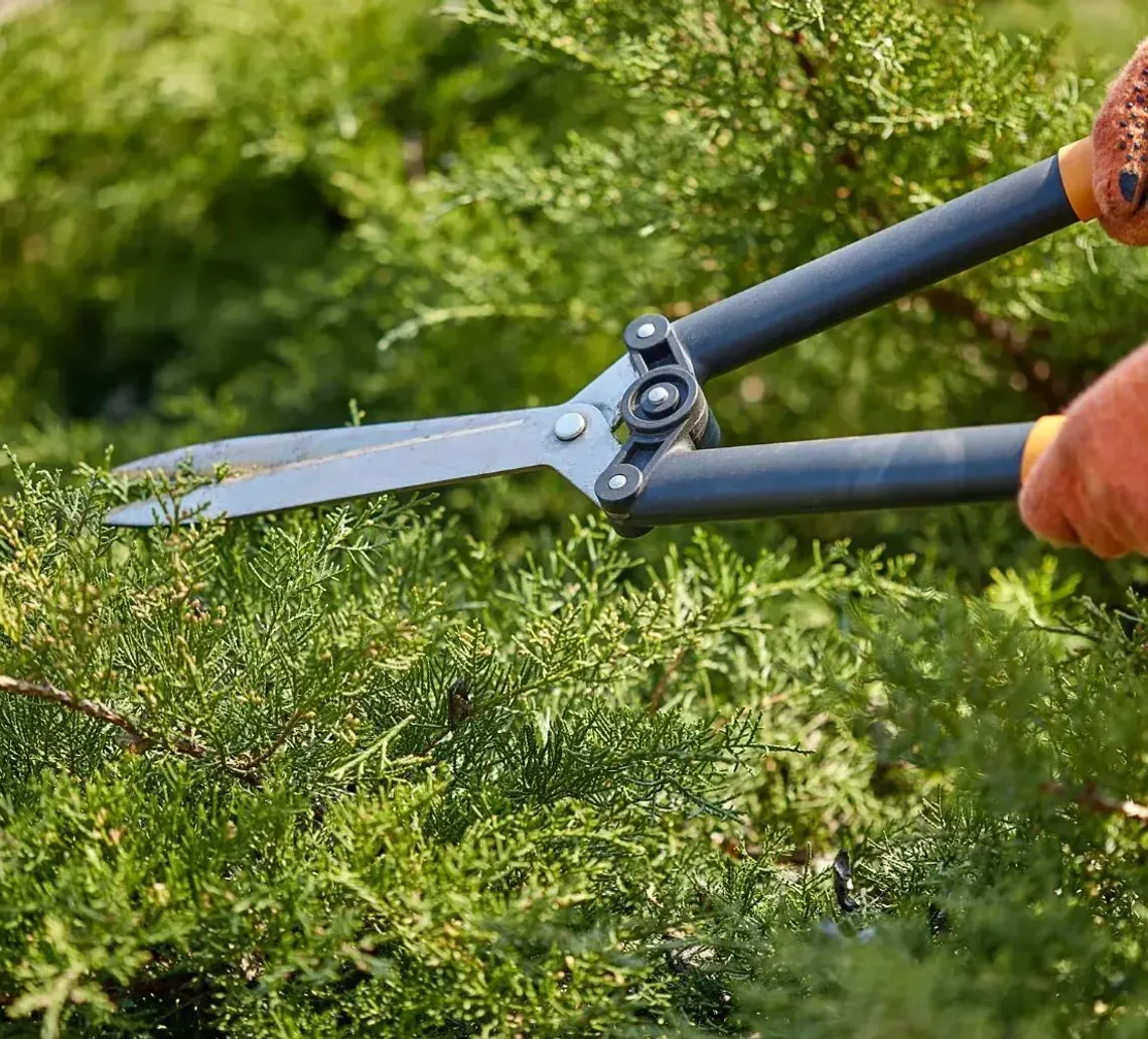 Garden shears cutting green hedge, with gloved hands trimming foliage