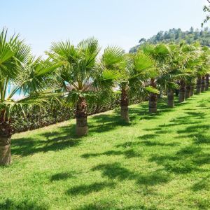 Row of palm trees on a sunny green hillside by the coast