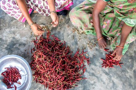 Two people sorting red chili peppers on concrete.