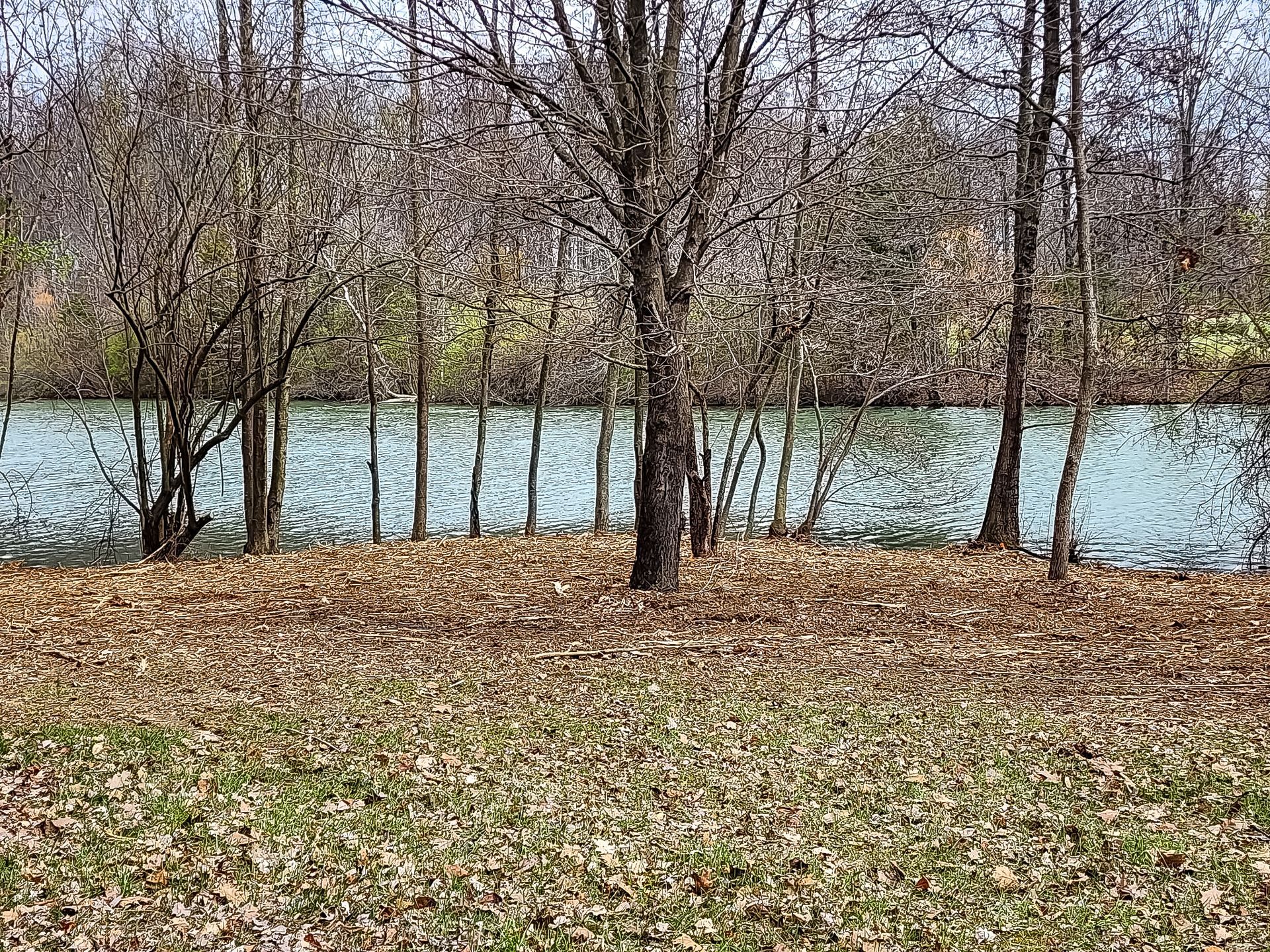Leafless trees along a calm blue river with a brown, leaf-covered bank in early spring